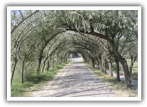 alberghi lido di spina